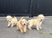 Toy/Mini Schnoodle Puppies (Mini schnauzer/Toy Poodle)