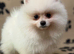 Amazing Pomeranian Girl