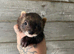 Few 1 year old ferrets and kits Jill’s & Hobs