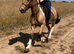 Pony Club Alrounder