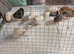 Available TINY BUTTON QUAIL ADULTS 1 x male and 7 x females &pound;65 the group over 7 weeks old now