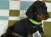 Cute smooth haired miniature dachshunds