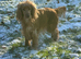 STUNNING SHOW COCKER SPANIEL PUPPIES