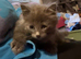 Fluffy grey male kitten