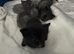 Ragcoon kittens