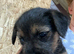 Four Kc reg border terrier pups