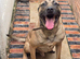 Belgium shepherd