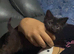 Chocolate bsh kittens available