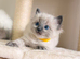 Beautiful Ragdoll kittens available ️
