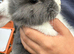 Pure bred mini lop bunnies - Ready Now