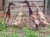 Pairs/TriosVery RARE Fawn Indian Runner Ducks/Ducklings