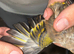 Cock Goldfinch mule