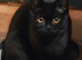 Bsh