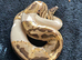 Ball python fire pied