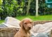 Fox red Labrador pups ready now
