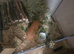 Guinea pigs for sale