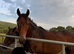 14.1 Riding Pony Gelding