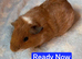 Skinny/Guinea Pigs