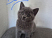 Male BSH X kitten for sale