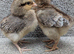 Cream Legbar Chicks