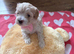 Cavamaltipoo