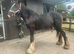 11mth gelding to make 14.2/3