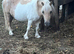 Lemon and white mare