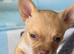 I have 3 adorable little chihuahuas for sale