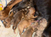 Cockerpoo puppies
