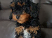 Cavapoo puppy