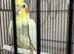 Beautiful Male Cockatiel for sale
