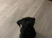 Beautiful Lab x Staff puppy