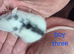 Baby Dumbo Rats