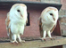Barn owls