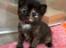 3 female mainecoon kittens