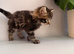 Male kitten for sale