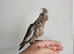 Hand reard baby cockatiel