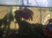 Male and females available