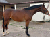Stunning Connemara Gelding!