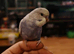 Young semi tame budgies