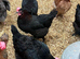 Copper marran x cream legbar hatching eggs