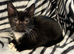 Handsome boy urgently needing home