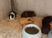 Baby guinea pigs