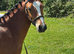 Stunning 2yo section A gelding