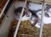 Checked baby bunny's