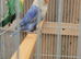 Turquoise and pied opaline lovebirds for sale