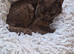 STUNNING CHOCOLATE BRITISH SHORTHAIR - £700