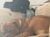 2 Year Old DogueDeBordeaux
