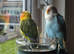 Bonded Baby Lovebirds