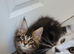 Tica registered maine coon kittens